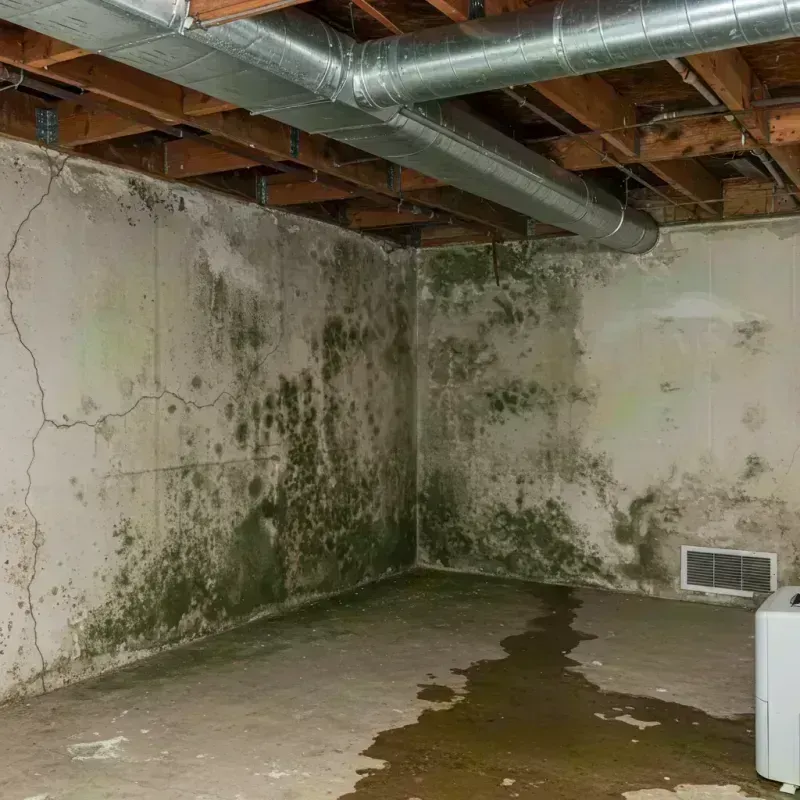 Professional Mold Removal in Turner, OR